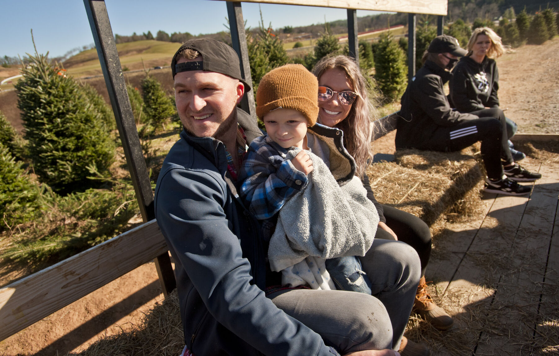 Choose and cut Christmas trees
